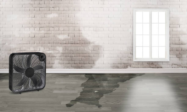 Best Flood restoration services  in Lake Crystal, MN